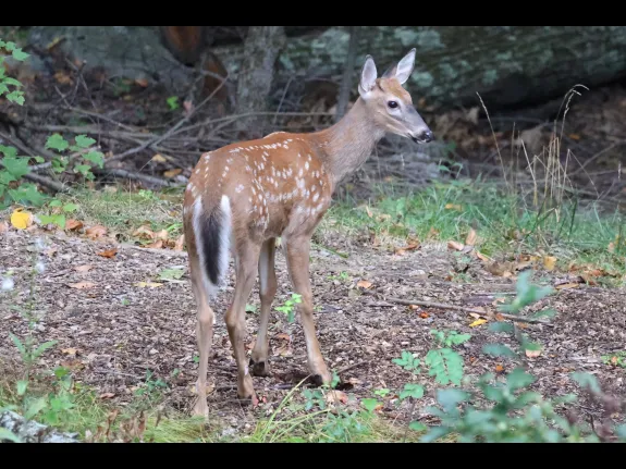 A White-tailed Deer fawn in Sudbury, photographed by Stephen Capistron.