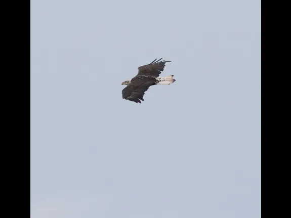 A Bald Eagle at Bartlett Pond in Northborough, photographed by Steve Forman.