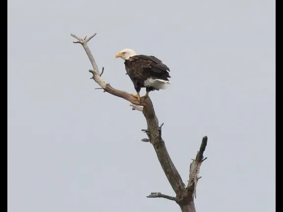 A Bald Eagle at the Sudbury Reservoir in Southborough, photographed by Steve Forman.