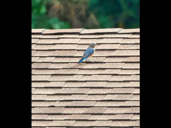 An eastern bluebird at Hopkinton State Park in Hopkinton, photographed by Steve Forman.