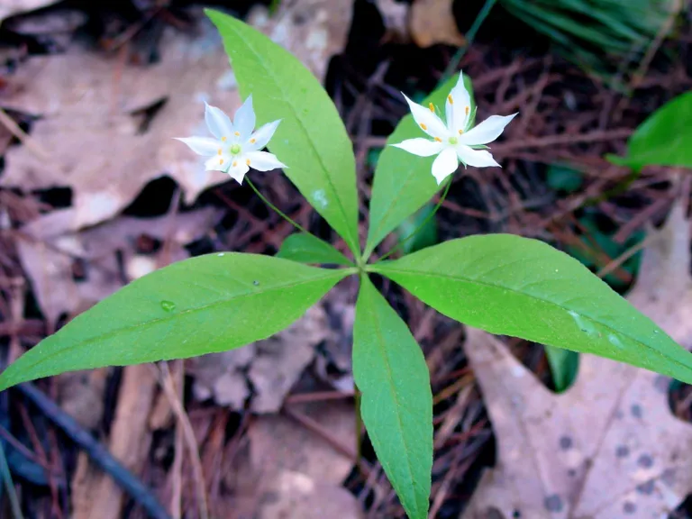 Starflower. Photo by Dawn Dentzer.