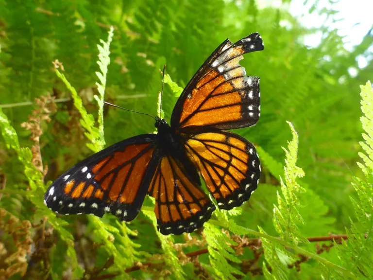 Viceroy butterfly. Photo by Dawn Dentzer.