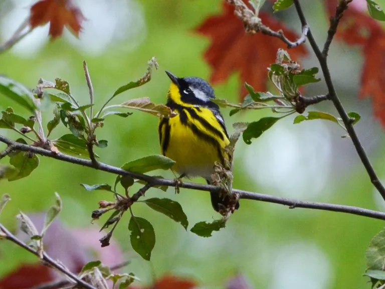 Magnolia warbler. Photo by Ron McAdow.