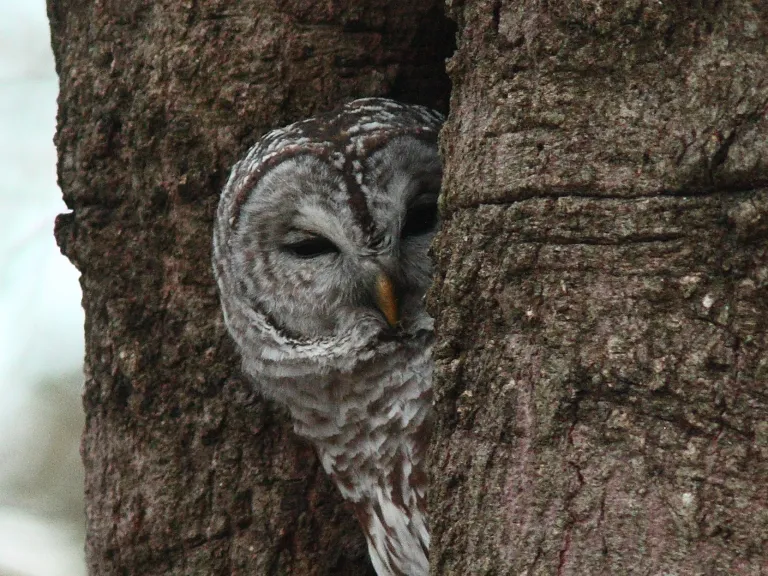 Barred Owl. Photo by Dan Trippe.
