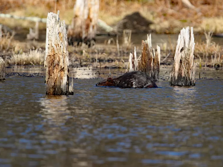 A beaver in Bolton, photographed by Jon Turner.