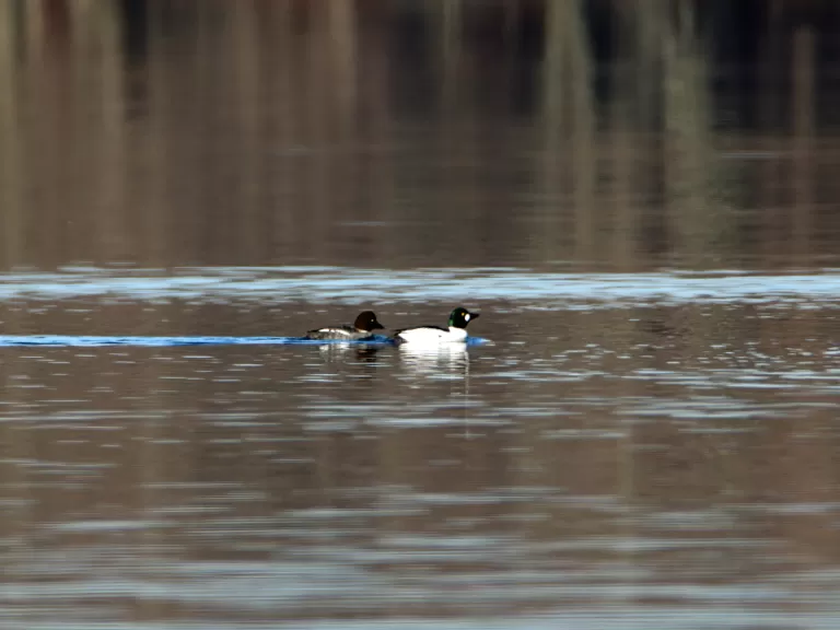 A pair of common goldeneyes in Marlborough, photographed by Jon Turner.