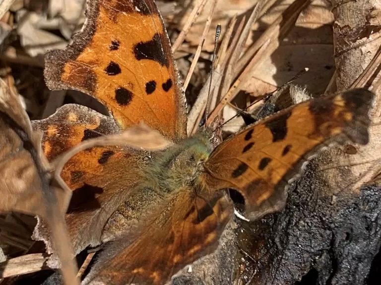 An eastern comma butterfly on the Boroughs Loop Trail in Marlborough, photographed by Dawn Dentzer.