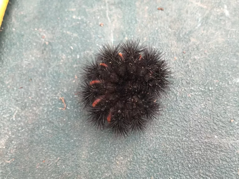 A giant leopard moth caterpillar in Concord, photographed by Christa Collins.
