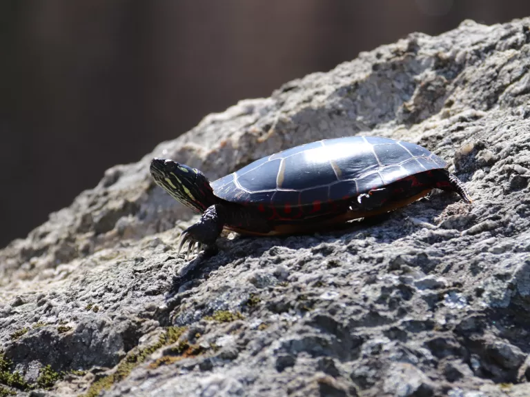 A painted turtle in Bolton, photographed by Jon Turner.