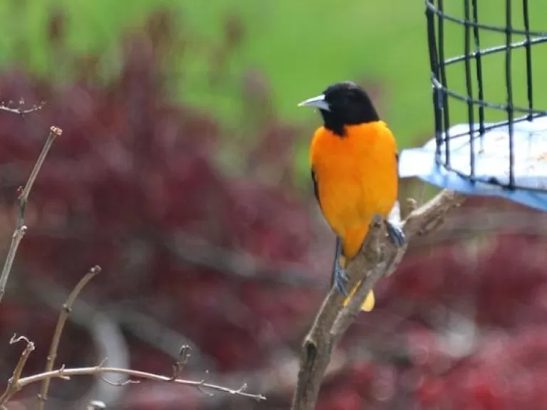 A Baltimore oriole in Berlin, photographed by Al Collinson.
