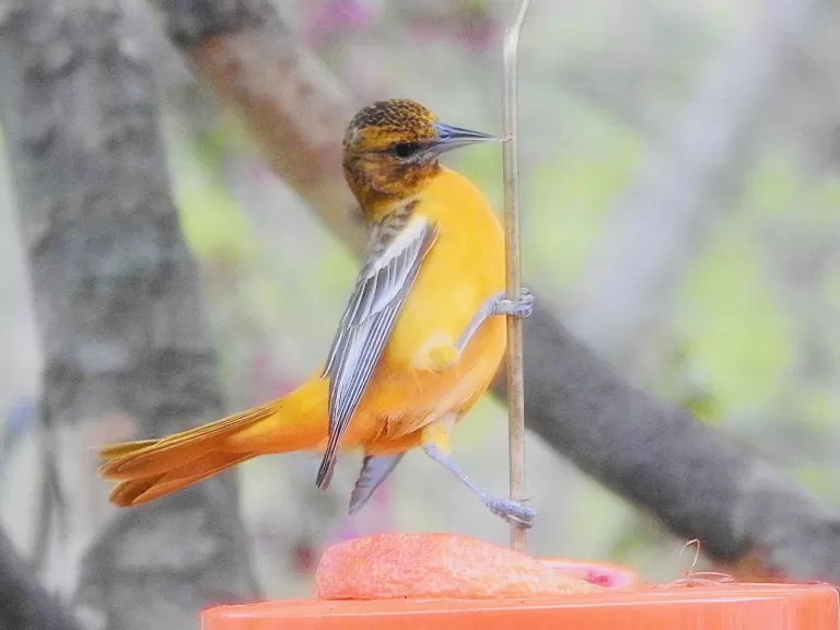 A Baltimore oriole in Wayland, photographed by Margo Levy.