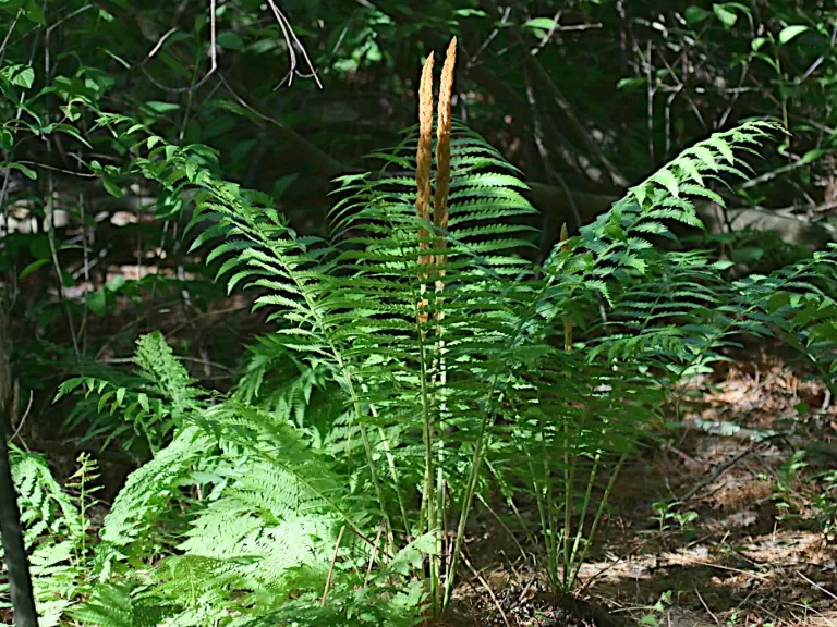 Cinnamon fern at SVT's Memorial Forest in Sudbury, photographed by Craig Smith.