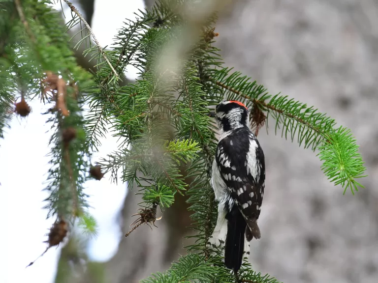 A downy woodpecker in Lincoln, photographed by Gail Sartori.