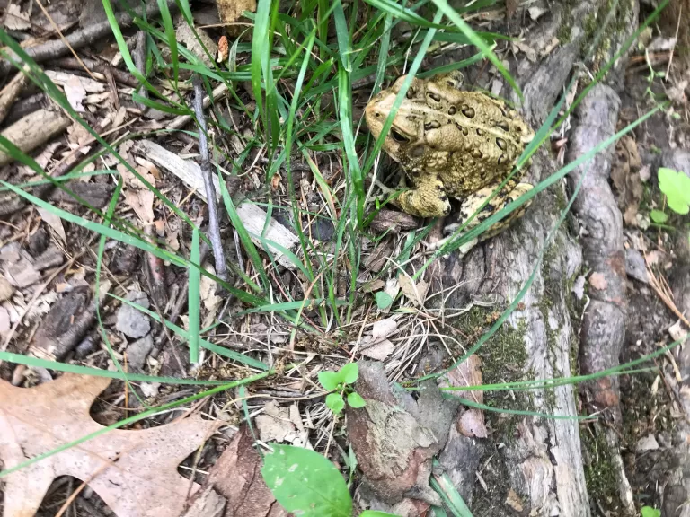 An American toad in Natick, photographed by Michael Sanders.