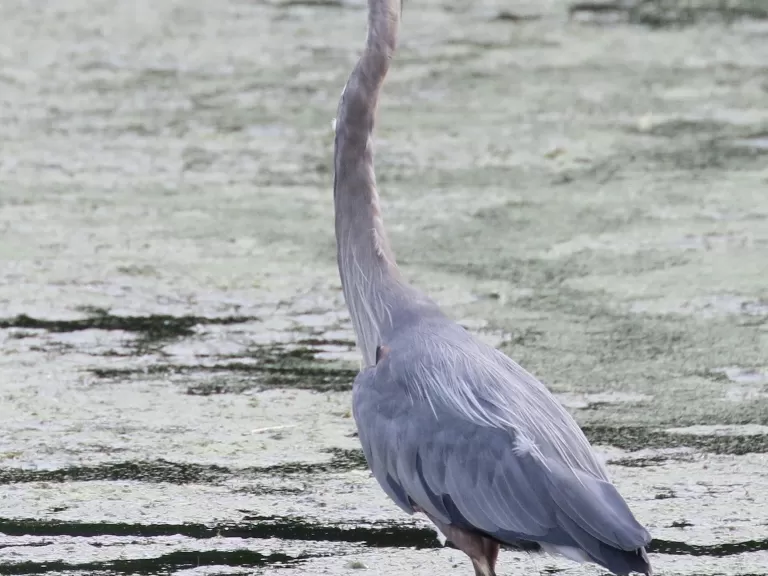 A great blue heron at Hager Pond in Marlborough, photographed by Steve Forman.