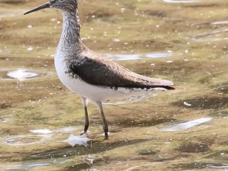 A solitary sandpiper at Hager Pond in Marlborough, photographed by Steve Forman.