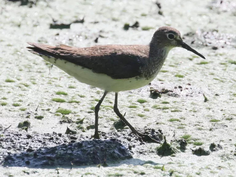 A solitary sandpiper at Grist Mill Pond in Sudbury, photographed by Steve Forman.