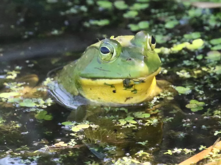 An American bullfrog at Great Meadows National Wildlife Refuge in Concord, photographed by Steve Forman.