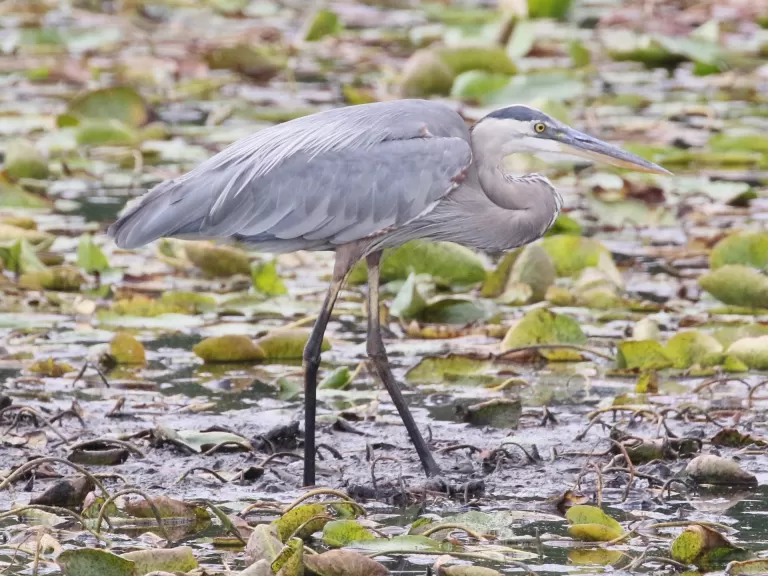 A great blue heron at Farm Pond in Framingham, photographed by Steve Forman.