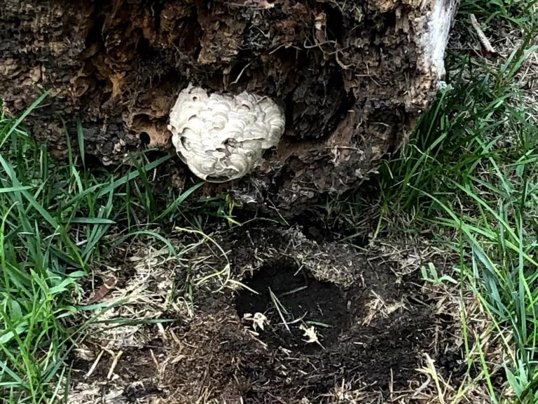 A yellowjacket nest in Southborough, photographed by Deborah Costine.