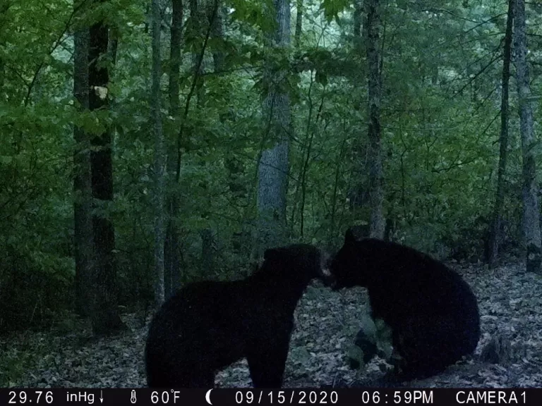 Two American black bears in Harvard, photographed using an automatically triggered wildlife camera by Steve Cumming.