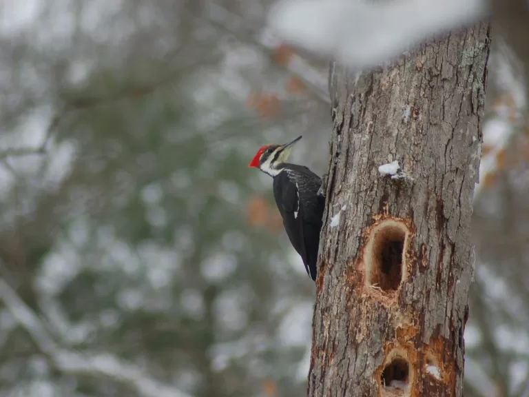 A pileated woodpecker in Wayland, photographed by Joy Viola.
