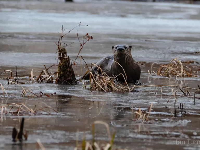 A river otter in Bolton, photographed by Jon Turner.