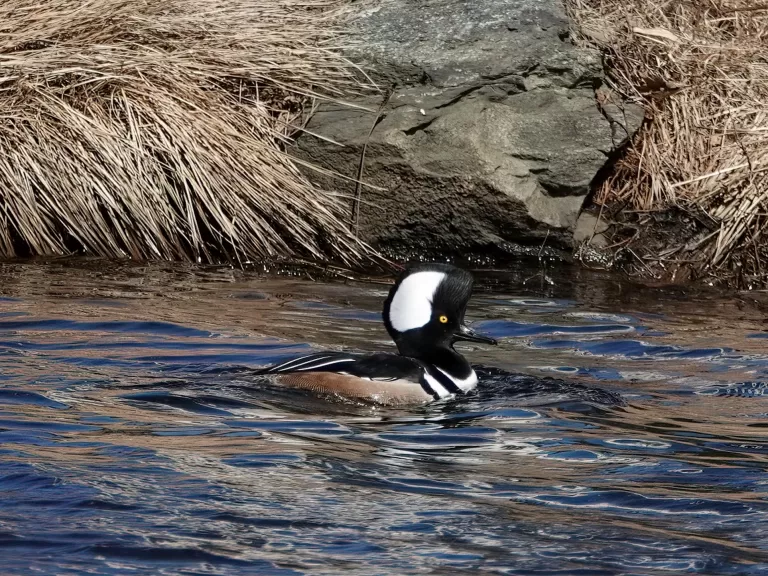 A hooded merganser along the Boroughs Loop Trail, photographed by Victoria Holland.