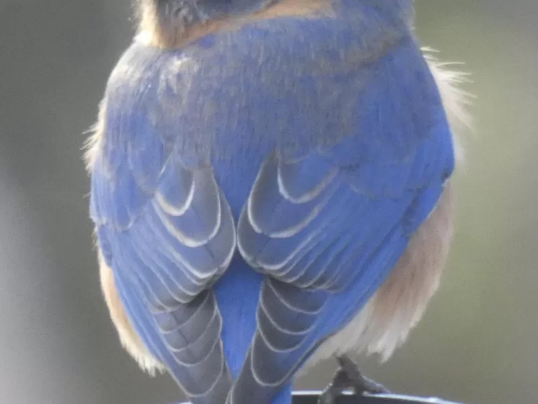 An eastern bluebird in Sudbury, photographed by Sharon Tentarelli.