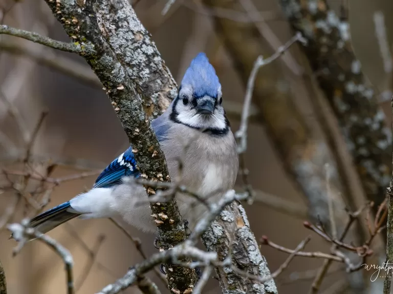 A blue jay in Westborough, photographed by Nancy Wright.