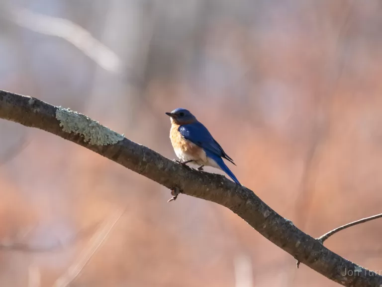 An eastern bluebird in Bolton, photographed by Jon Turner.