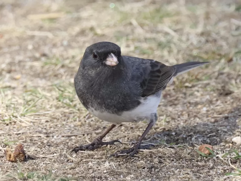 A dark-eyed junco at Breakneck Hill Conservation Land in Southborough, photographed by Steve Forman.