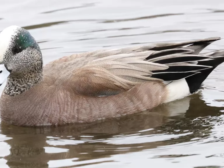 An American wigeon at Hager Pond in Marlborough, photographed by Steve Forman.