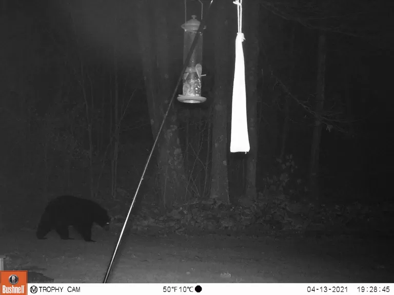 An American black bear in Northborough, photographed by Brett Miller.