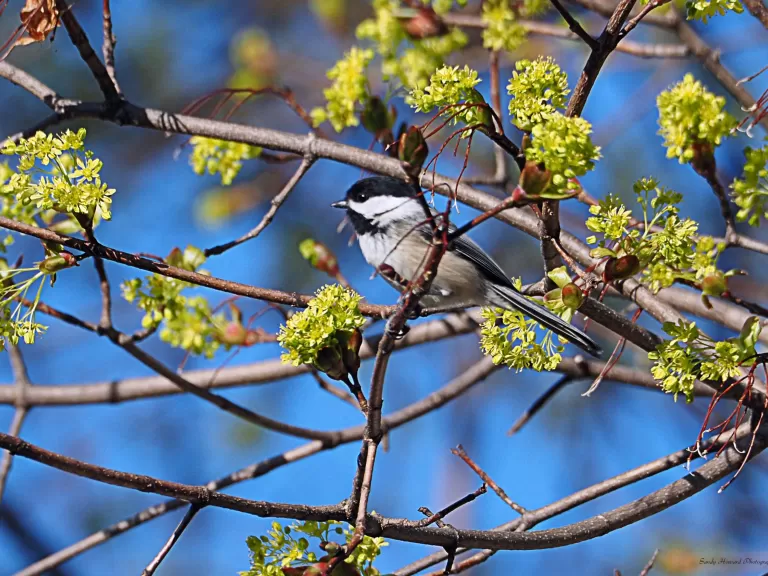 A black-capped chickadee in Northborough, photographed by Sandy Howard.