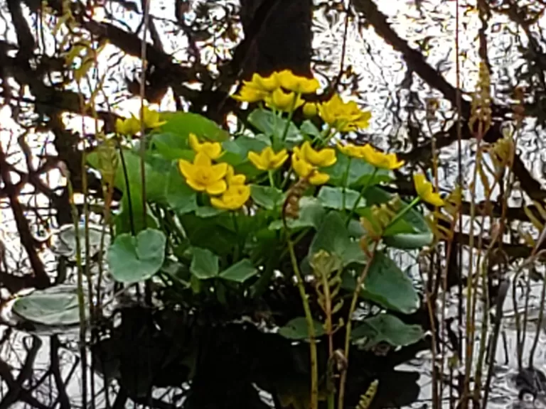 Marsh marigolds at Crane Swamp, photographed by Marge Fisher.
