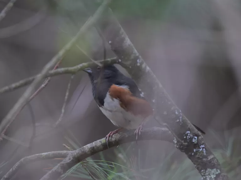 An eastern towhee at Assabet River National Wildlife Refuge, photographed by Jason Shields.