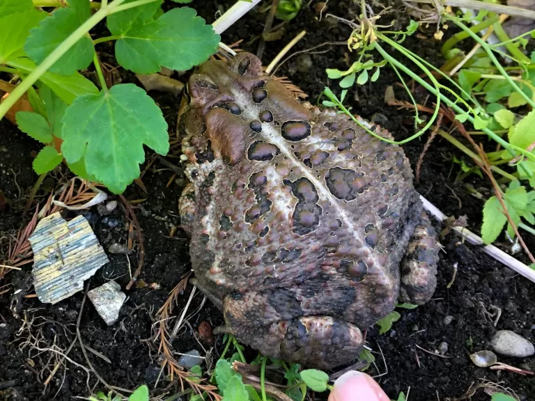 An American toad in Southborough, photographed by Debbie Costine.