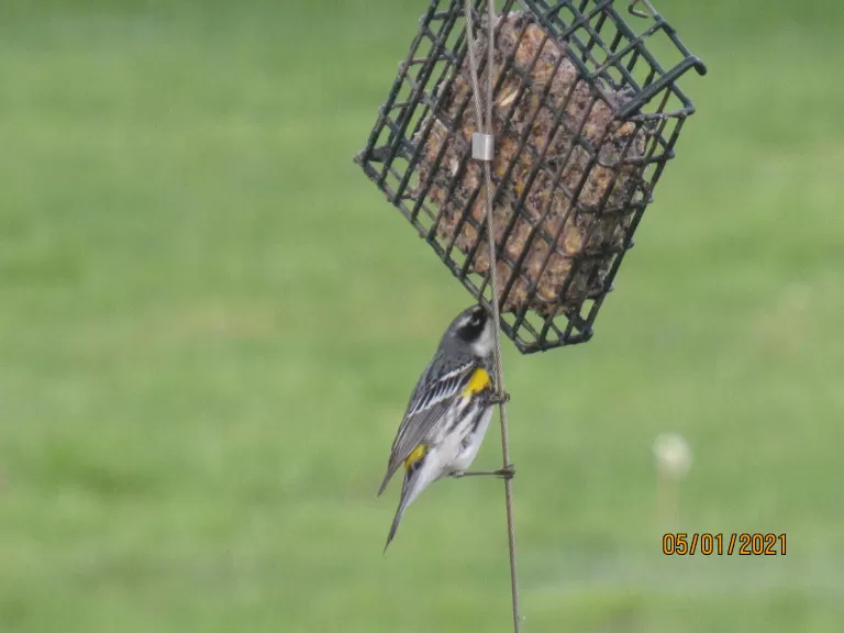 A yellow-rumped warbler in Stow.