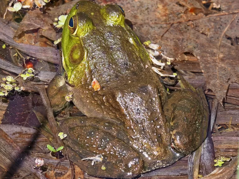 An American bullfrog at Garden in the Woods in Framingham, photographed by Joan Chasan.