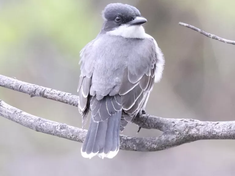 An eastern kingbird at Hager Pond in Marlborough, photographed by Steve Forman.