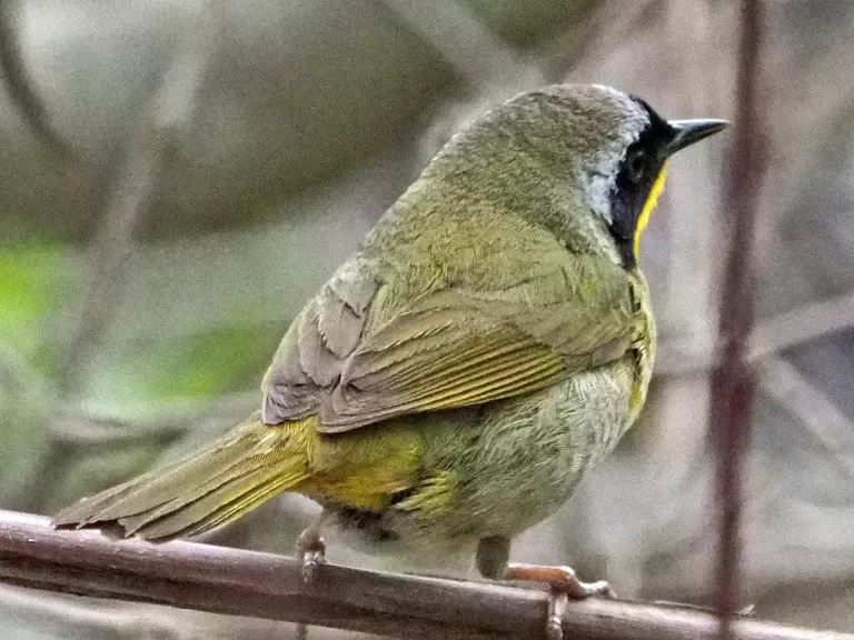 A common yellowthroat at Great Meadows National Wildlife Refuge in Concord, photographed by Joan Chasan.
