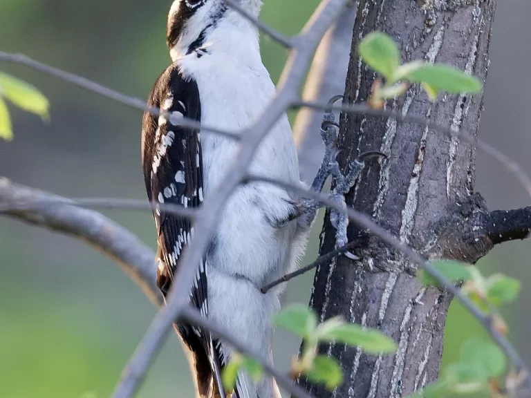 A hairy woodpecker in Concord, photographed by David Seibel.