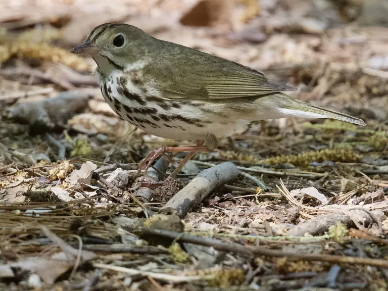 An ovenbird at Punkatasset and Saw Mill Brook in Concord, photographed by David Seibel.
