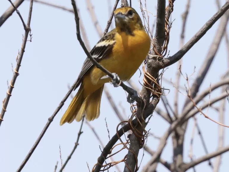 A Baltimore oriole at Hager Pond in Marlborough, photographed by Steve Forman.