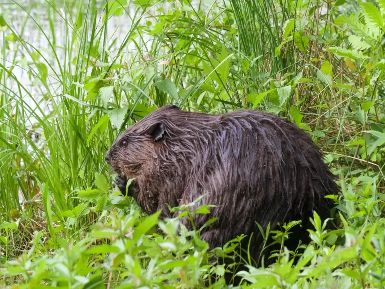 A beaver in Maynard, photographed by Gail Sartori.