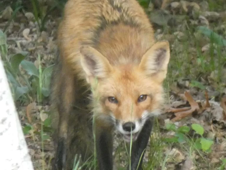 A red fox in Sudbury, photographed by Sharon Tentarelli.