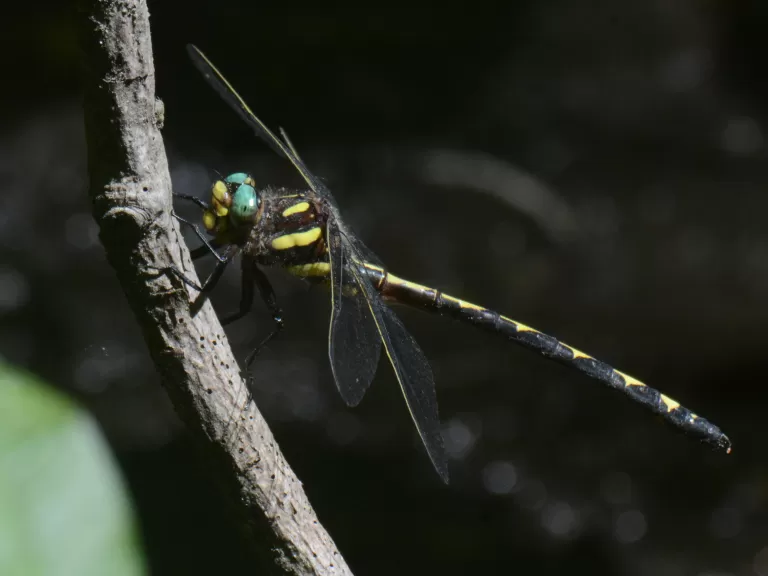 An arrowhead spiketail in Concord, photographed by Greg Dysart.