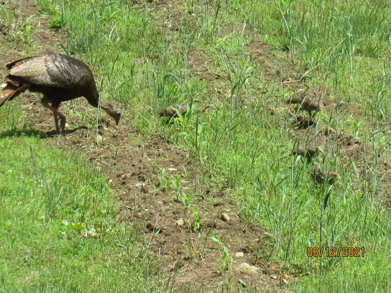 A family of turkeys in Stow.