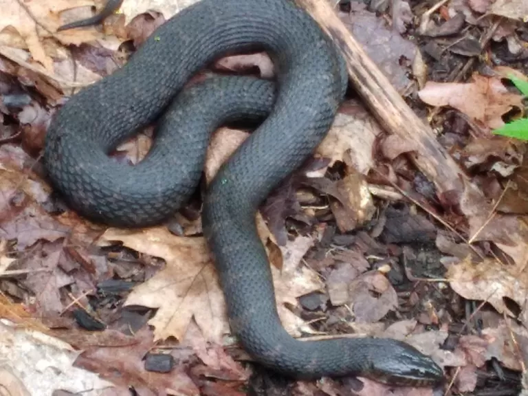 A northern water snake at Assabet River National Wildlife Refuge in Maynard, photographed by William Watt.